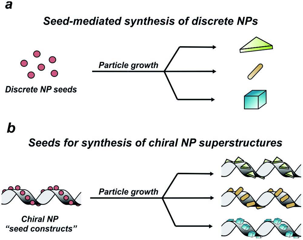 Deliberate Introduction of Particle Anisotropy in Helical Gold Nanoparticle Superstructures